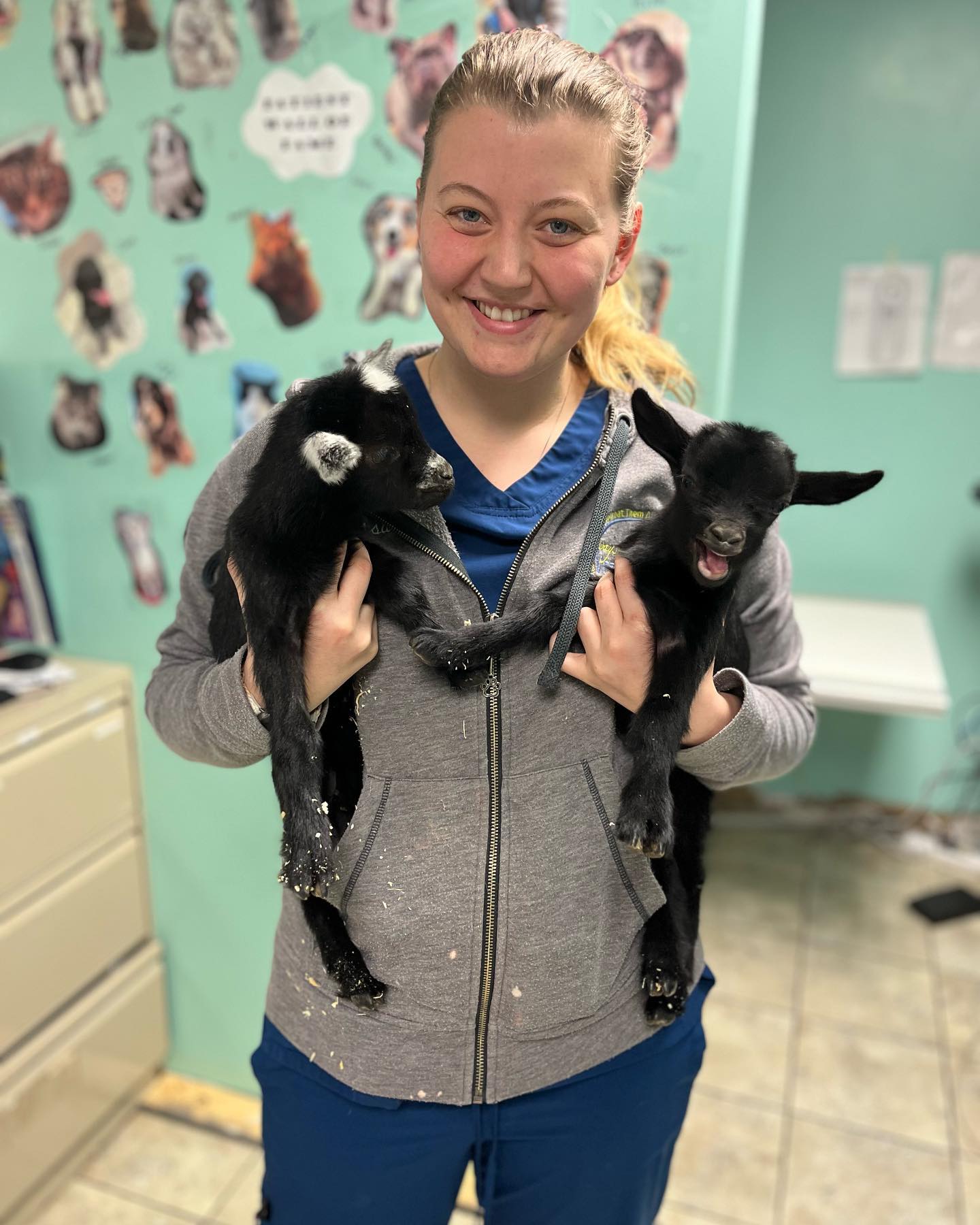 Veterinarian in Rossville, IN